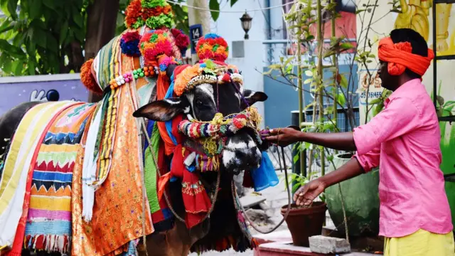 Vaca toda enfeitada ao ladoblaze com apostahomemblaze com apostarua da Índia