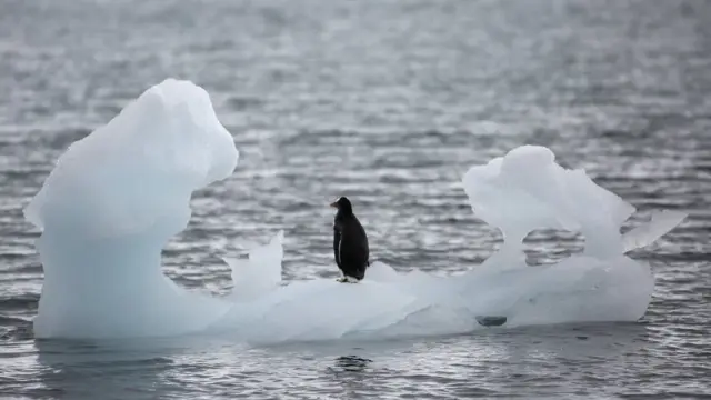 Pinguim na ponta do icebergcomo lucrar no pixbetYankee Harbour