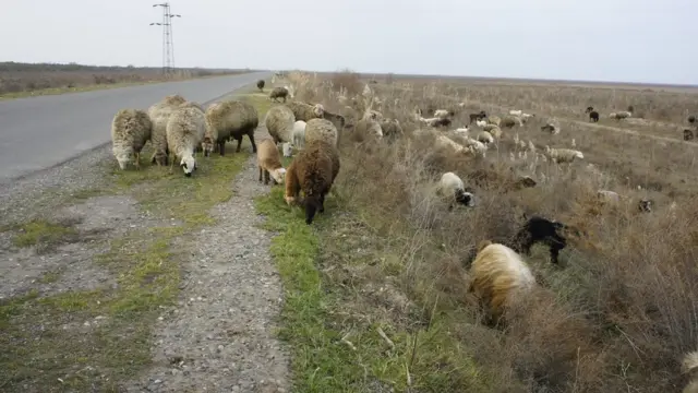 Скот в Имишли