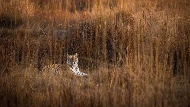 نمر يرقد وسط الحشائش