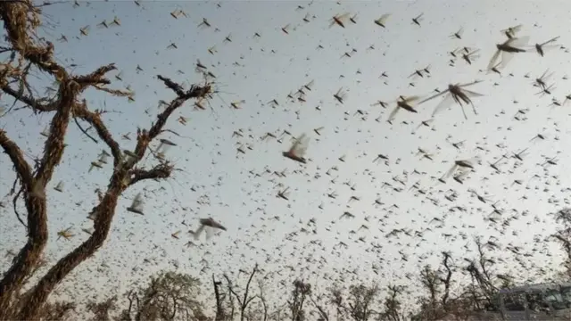 टिड्डियों के हमले की सांकेतिक तस्वीर