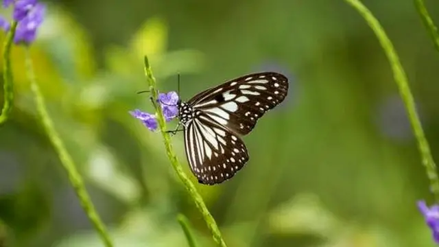 जीव जंतुओं की दुनिया