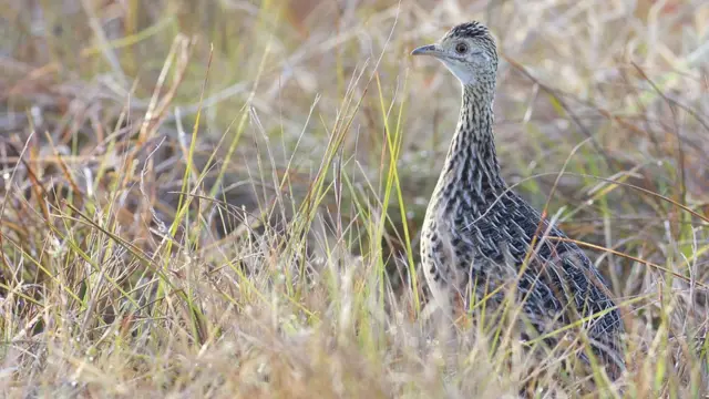 Tinamiformes são um grupo modernosite gratis de analise futebol virtualparentes voadores dos avestruzes