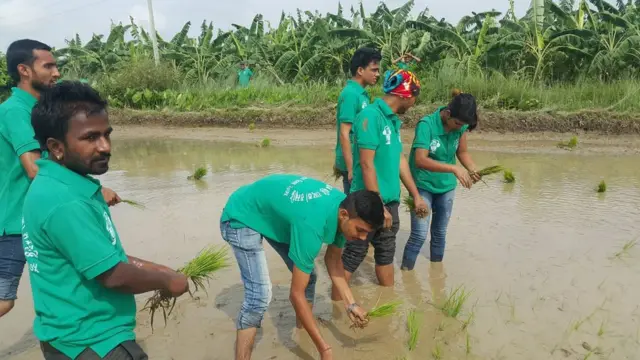 तराईको रोपाइँ