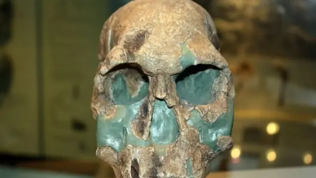 Homo rudolfensis.