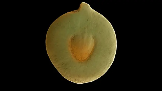 Semilla de Senegalia senegal