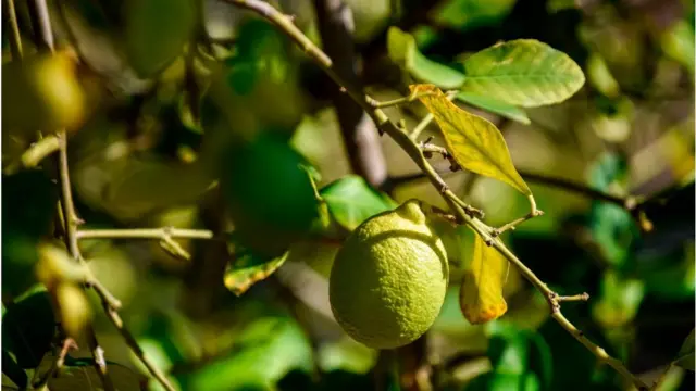 lemon