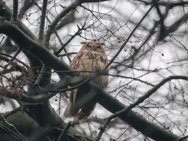 Sova utina u Kikindi