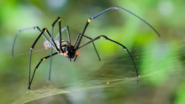 أنثى من نوع "العنكبوت الذهبي