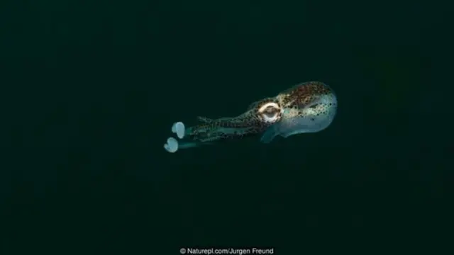Noolahan waxaa la yiraahdaa Bobtail squid , wuxuuna xiriir la leeyahay bakteeriya iftiin bixisa. sidaas ayuu isaguna u iftiimaa habeenkii