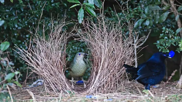 Pergolero