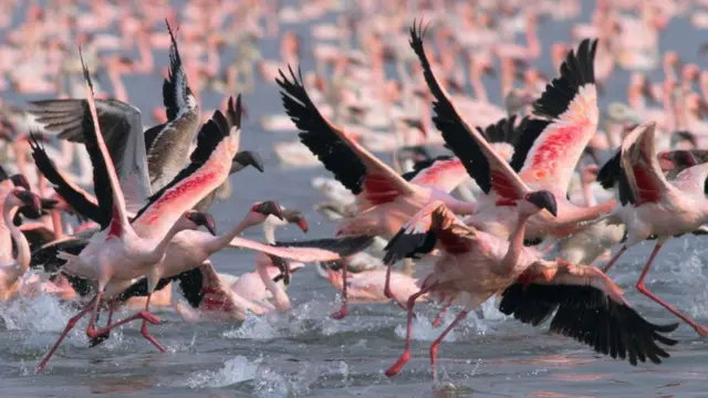 Flamingos