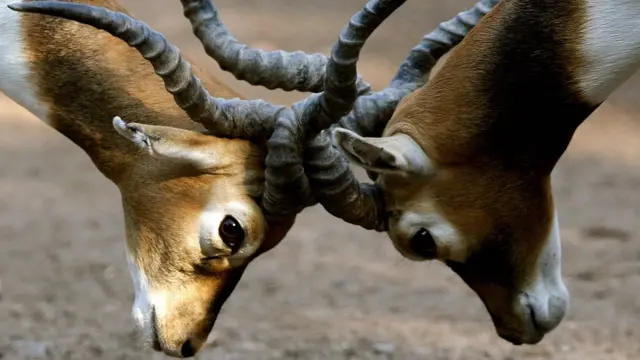 કાળિયાર