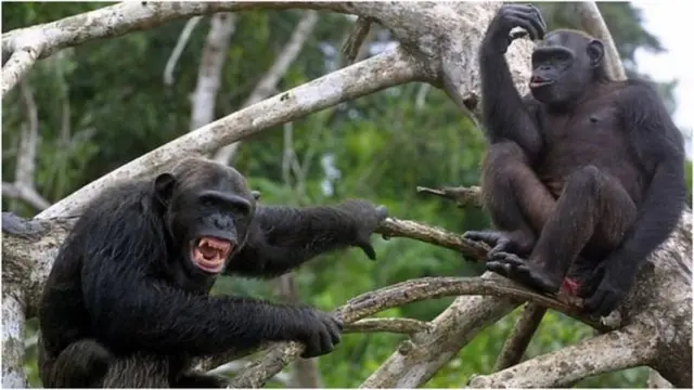 Т. Сарлыкбек уулу: Ресторанда олтурсак эле жетекчилеринин бири чыгып "Телефон, алтын, күмүш шакектеринер болсо катып койгула, азыр кафеге маймылдар келет" - деп калды. Көп өтпөй кадимкидей эле жетимиштей маймыл чуру-чуу түшүп ресторанга кирип келсе болобу