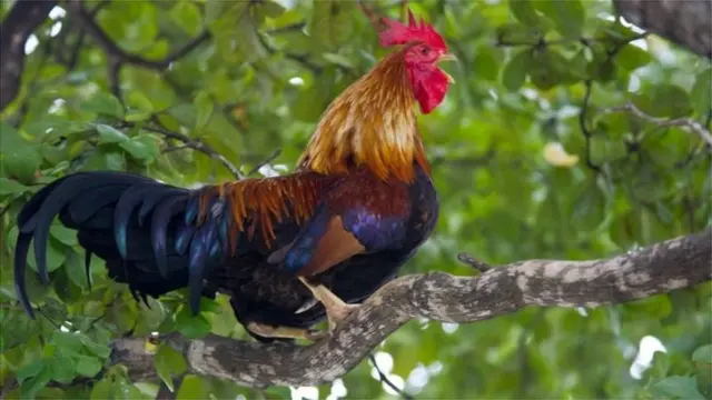 కోడి