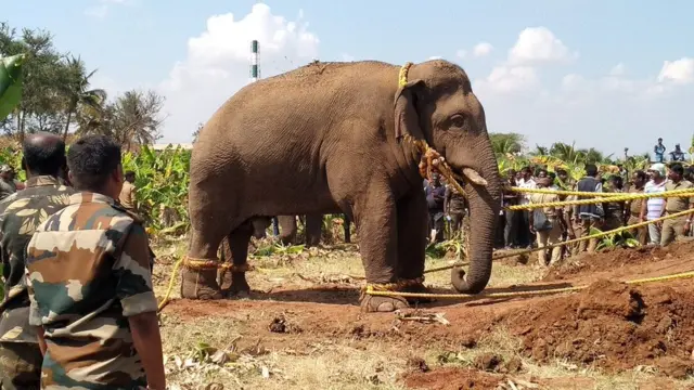 லாரியில் ஏற்றப்படும் யானை