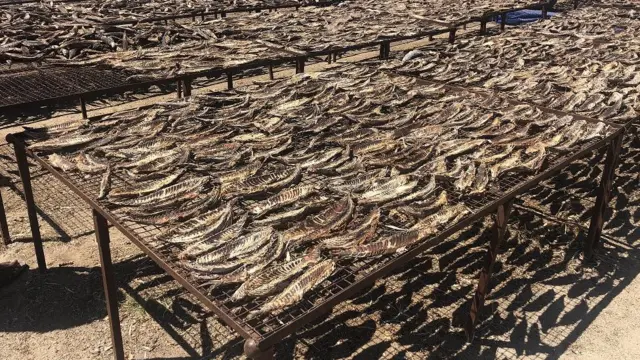 இந்திய மாசிக் கருவாடுக்கு இலங்கையில் தடை: மீனவர்களின் வாழ்வாதாரம் பாதிப்பு