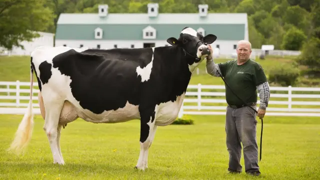 Корова-чемпион на ферме в США