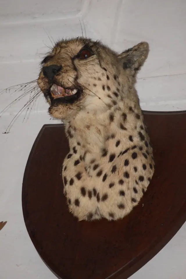 महल में दीवार पर टंगा चीता