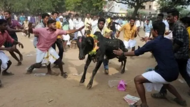 जल्लीकट्टू