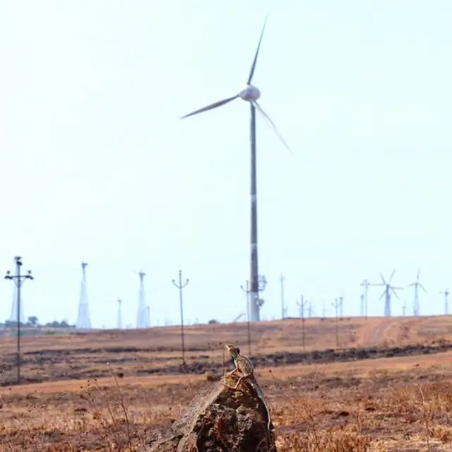 காற்றாலை மின்கம்பங்களால் பறவைகளுக்கு பாதிப்பு - ஆய்வு முடிவுக்கு எதிர்ப்பு