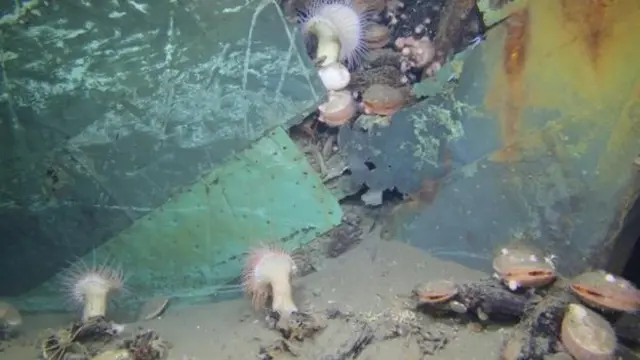 Naufragio en el Golfo de México