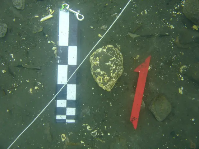 Oro encontrado en el fondo del oceáno.