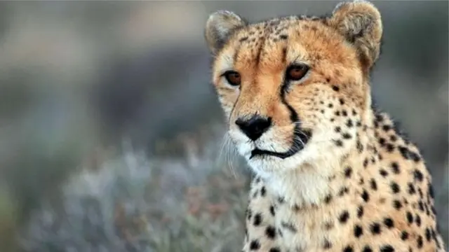 చిరుత కూన