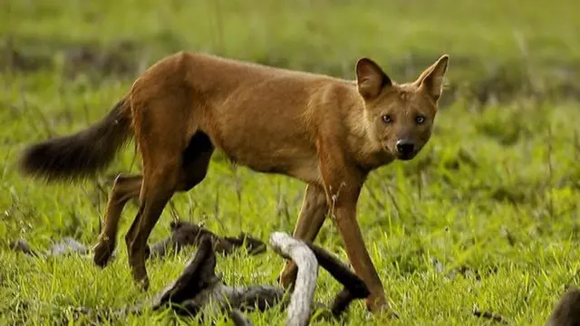SATHYAMANGALAM TIGER RESERVE
