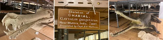 런던 자연사박물관에는 식민지 시대에 수집된 가비알 표본이 여럿 있다