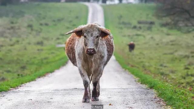 मिर्च, पैमाने, असम, स्कॉटलैंड