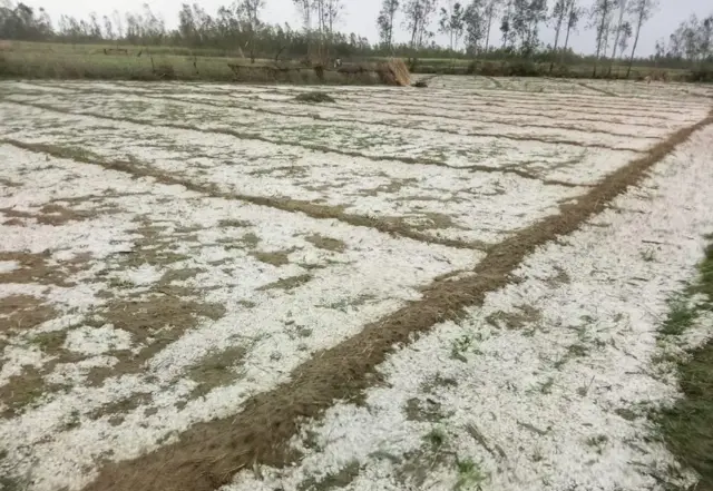 ओला वृष्टि