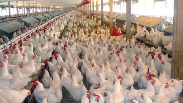 از مهرماه امسال با شروع بیماری های تنفسی در مرغداری‌های بعضی استان‌ها قیمت تخم مرغ رو به افزایش گذاشت