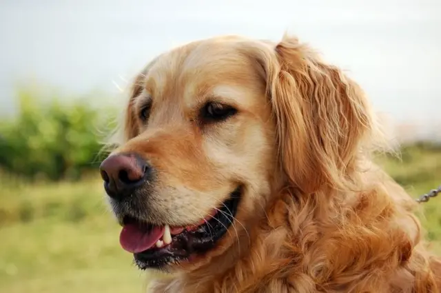Golden Retriever cinsi köpek