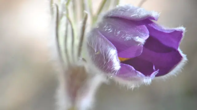 Виктор Безлюдный, Жодино, Беларусь: "Прострел (сон-трава) радует каждый год в весеннем лесу своим цветом".