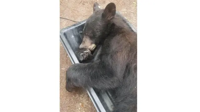 bear