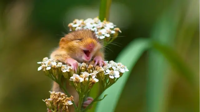 रानउंदीर, वन्यजीव, पर्यावरण