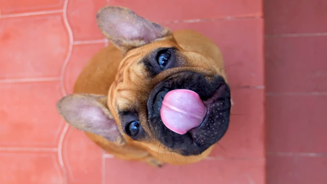 Собака облизывается