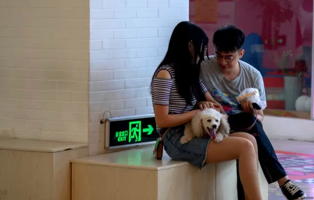 पालतू जानवर