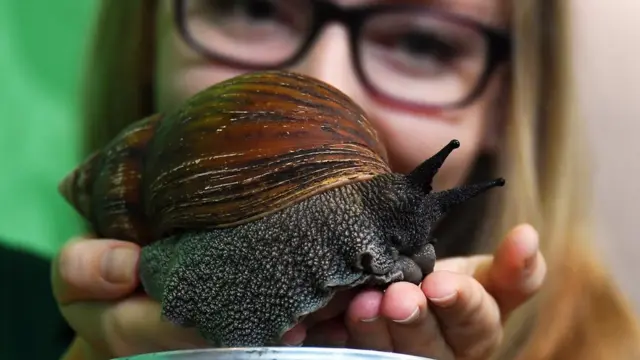 Гигантская улитка