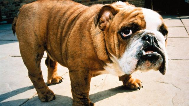 Owners urged to 'stop and think' before buying as English bulldogs are  twice as likely to have a health problem
