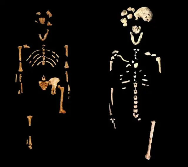 Esqueleto de Neo (derecha) y esqueleto de Lucy de Etiopía (izquierda).