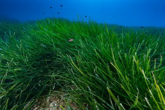 หญ้าทะเลที่อุดมสมบูรณ์