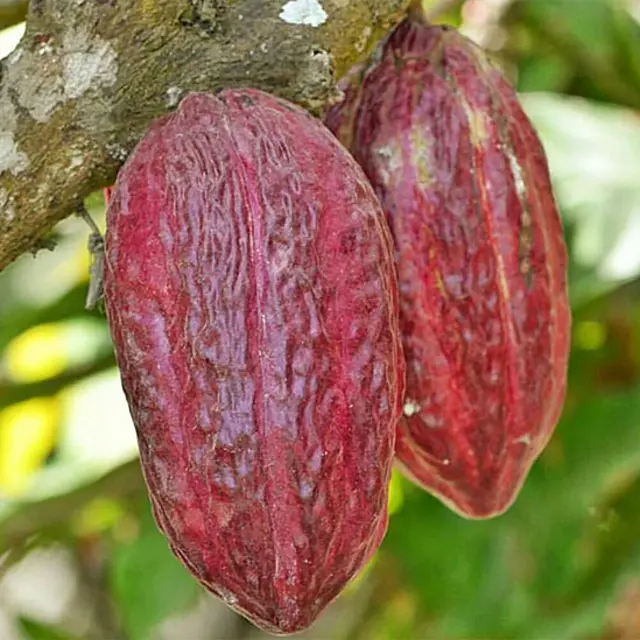 Cacao en una plantación en Ecuador