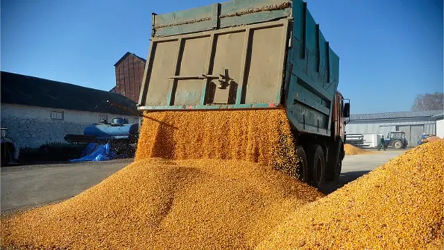 кукурудза