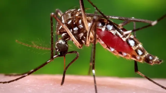 Mosquito Aedes aegypti