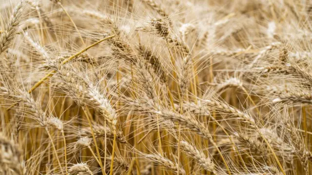 પ્રતીકાત્મક તસવીર