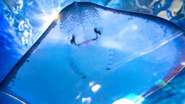The fish with teeth and other 'human' features! - BBC Newsround