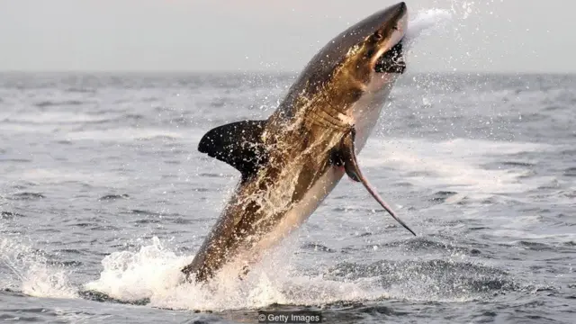 Hiu putih besar melompat dari bawah air