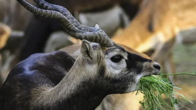 કાળિયાર